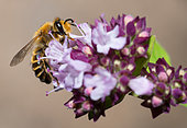 Mélittée de la luzerne (Melitta leporina) mâle sur Origan (Origanum sp) en fleurs, abeilles solitaires, Parc naturel régional des Vosges du Nord, France