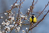 Mésange charbonnière (Parus major) chantant sur une Epine noire (Prunus spinosa) en fleurs, Parc naturel régional des Vosges du Nord, France