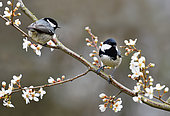 Coal Tit (Periparus ater) on Black Thorn (Prunus spinosa) in bloom, Vosges du Nord Regional Natural Park, France