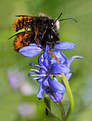 Osmies cornues (Osmia cornuta) accouplement sur une Scille à deux feuilles (Scilla bifolia), abeilles solitaires, Parc naturel régional des Vosges du Nord, France