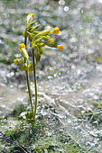 Primevère coucou (Primula veris) dans la glace, Parc naturel régional des Vosges du Nord, France
