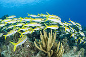 School of Yellow goatfish (Mulloidichthys martinicus), above the reef. Queen's Gardens National Park, Cuba