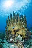 Pillar coral (Dendrogyra cylindrus) in the Queen's Gardens National Park, Cuba.
