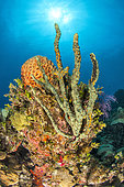 Green finger sponge (Iotrochota birotulata) and Orange brazilian sponge (), on the reef. Queen's Gardens National Park, Cuba