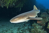 Nurse shark (Ginglymostoma cirratum), in the Queen's Gardens National Park, Cuba