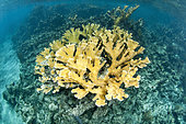 Elkhorn Coral (Acropora palmata), in the Queen's Gardens National Park, Cuba. Species listed in appendix 2 of the Washington Convention (CITES), and species protected in the United States since 2003