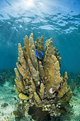 Pillar coral (Dendrogyra cylindrus) in the Queen's Gardens National Park, Cuba.