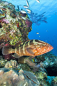 Nassau grouper (Epinephelus striatus) in Queen's Gardens National Park, Cuba