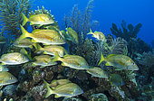 School of Bluestriped grunt (Haemulon sciurus) above the reef. Queen's Gardens National Park, Cuba