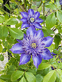Clematis 'Multi Blue', flowers