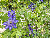 Clematis 'Multi Blue', flowers