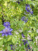 Clematis 'Multi Blue', flowers