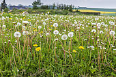 Dandelions in seeds in a meadow in spring, Pas de Calais, France