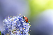 Twospotted lady beetle (Adalia bipunctata) on flower, Hauts de France, France