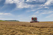 )Harvest of a Bere field, Hauts de France, France