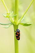 Froghopper (Cercopis vulnerata) on a stem in spring, Moselle, France