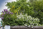 Common lilac (Syringa vulgaris), Wayfaring Tree (Viburnum lantana), Laburnum (Laburnum sp) in bloom in a garden in spring, Hauts de France, France