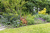 Mixed-border in a garden in spring, Pas de Calais, France