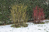 Common Dogwood (Cornus sanguinea) and Red-osier dogwood (Cornus stolonifera) in a garden in winter, Pas de Calais, France