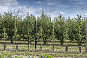 Young plum trees tutored in an orchard in summer, Pas de Calais, France