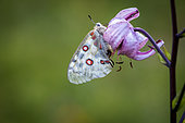 Apollo (Parnassius apollo) on Purple Turk's Cap Lily (Lilium martagon) flower, Fontanalba valley, Roya valley, Casterino, Mercantour National Park, Alpes-Maritimes, France