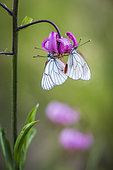 Black-veined White (Aporia crataegi) at rest on Purple Turk's Cap Lily (Lilium martagon) flower, Fontanalba valley, Roya valley, Casterino, Mercantour National Park, Alpes-Maritimes, France
