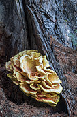Polypore soufré (Laetiporus sulphureus) sur le tronc d'un mélèze, vallon de Fontanalba, vallée de la Roya, Casterino, Parc National du Mercantour, Alpes-Maritimes, France