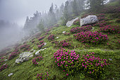 Alpen Rose (Rhododendron ferrugineum) in bloom in the fog, Casterino valley, Roya valley, Casterino, Mercantour National Park, Alpes-Maritimes, France
