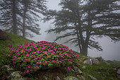 Alpen Rose (Rhododendron ferrugineum) in bloom under the Larches in the fog, Casterino valley, Roya valley, Casterino, Mercantour National Park, Alpes-Maritimes, France