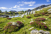 The Jumeaux Lakes (2230m), flowering of the ferruginous Rhododendron (Rhododendron ferrugineum), Fontanalba valley where thousands of protohistoric engravings were repeated, Roya and Bevera, Casterino, Mercantour National Park, Alpes-Maritimes, France