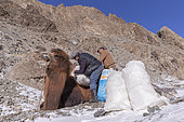 Shepherd and camels carrying sacs of ice to supply water, Altai mountains, West Mongolia, Mongolia