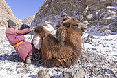 Shepherd and camels carrying sacs of ice to supply water, Altai mountains, West Mongolia, Mongolia