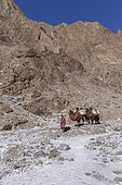 Shepherd and camels carrying sacs of ice to supply water, Altai mountains, West Mongolia, Mongolia