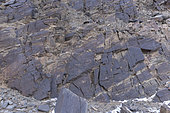 Valley of rock carvings, rocks with rock carvings, dated between - 8000 and - 3000 years old, Altai mountains, West Mongolia, Mongolia