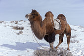 Bactrian camel in the mountains, Valley with snow and rocks, Altai mountains, West Mongolia, Mongolia