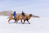 Bactrian camel race in the plain, Kanhman village, Altai mountains, West Mongolia, Mongolia