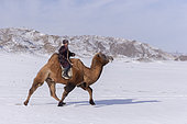 Bactrian camel race in the plain, Kanhman village, Altai mountains, West Mongolia, Mongolia