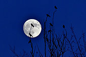 Carrion crows (Corvus corone corone) against the light on background of full moon, France