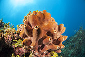 Brown encrusting octopus sponge (Ectyoplasia ferox), in the Queen's Gardens National Park, Cuba