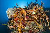 Yellow Knobby Rope Sponge (Agelas sceptrum), in the Queen's Gardens National Park, Cuba