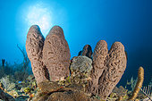 Brain tube sponge (Agelas cerebrum), in the Queen's Gardens National Park, Cuba