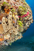 Smooth tube sponge (Callyspongia fallax), in the Queen's Gardens National Park, Cuba