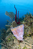 Azure Vase Sponge (Callyspongia plicifera), on the reef. Queen's Gardens National Park, Cuba