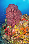 Barrel Sponge (Xestospongia muta), Erect Rope Sponge (Amphimedon compressa), Pink vase sponge (Niphates digitalis), Brown Tube Sponge (Agelas conifera), off Cape Salomon. Martinique Marine Natural Park.