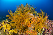 Golden Crinoid (Davidaster rubiginosus), off Cape Salomon. Martinique Marine Natural Park.