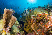 Golden Crinoid (Davidaster rubiginosus) and Pink vase sponge (Niphates digitalis), off Cape Salomon. Martinique Marine Natural Park.