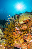 Golden Crinoid (Davidaster rubiginosus), off Cape Solomon. Natural Marine Park of Martinique.