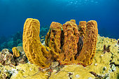 Yellow Tube Sponge (Aplysina fistularis) in Martinique Marine Natural Park.