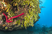 Eponge-corde rouge sang (Amphimedon compressa), et algues du genre Halimeda, dans le Parc National des Jardins de la Reine, Cuba.