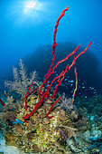 Erect Rope Sponge (Amphimedon compressa), in the Queen's Gardens National Park, Cuba.